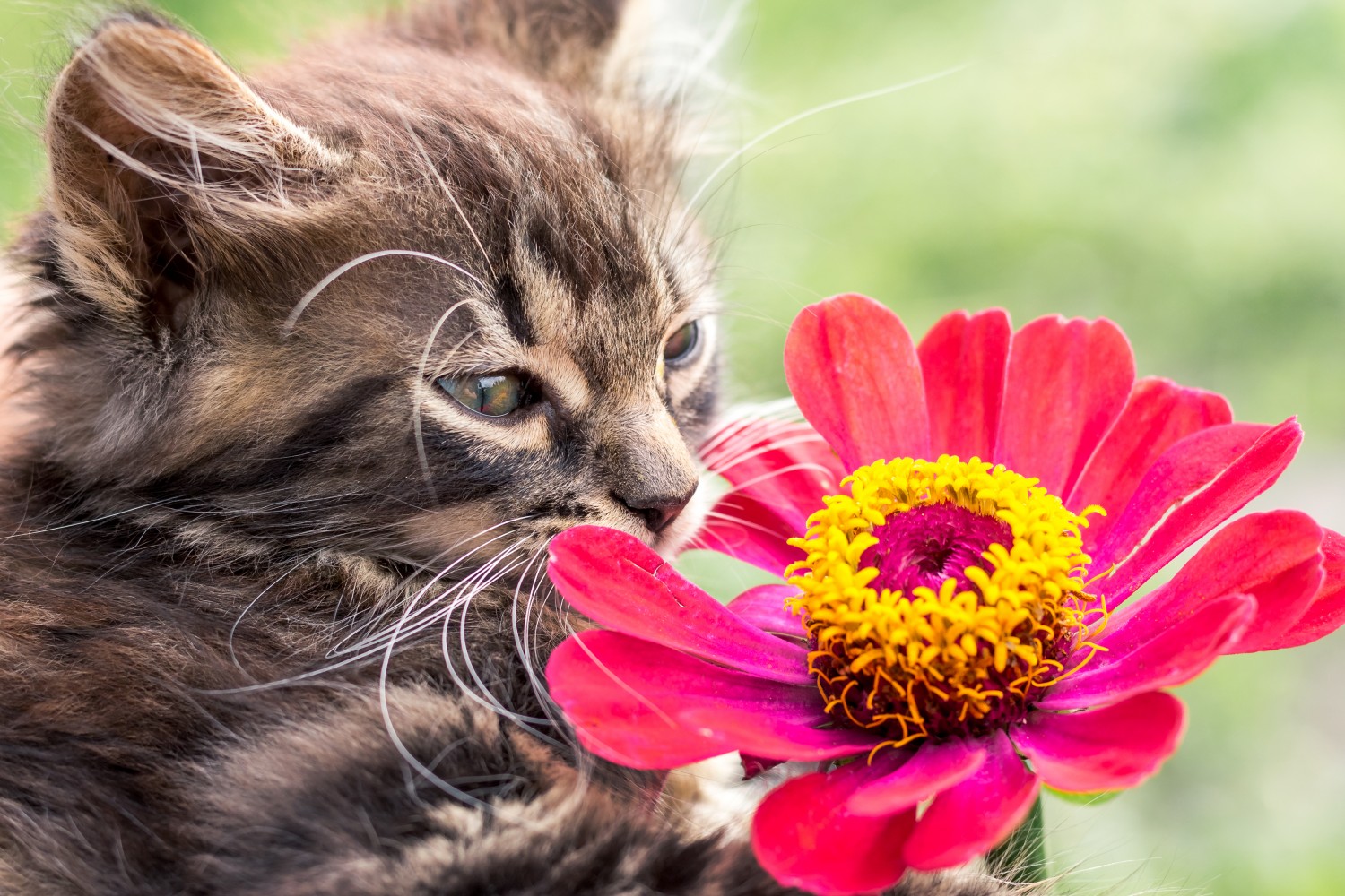 Click to review Employment at Midcoast Animal Emergency Clinic