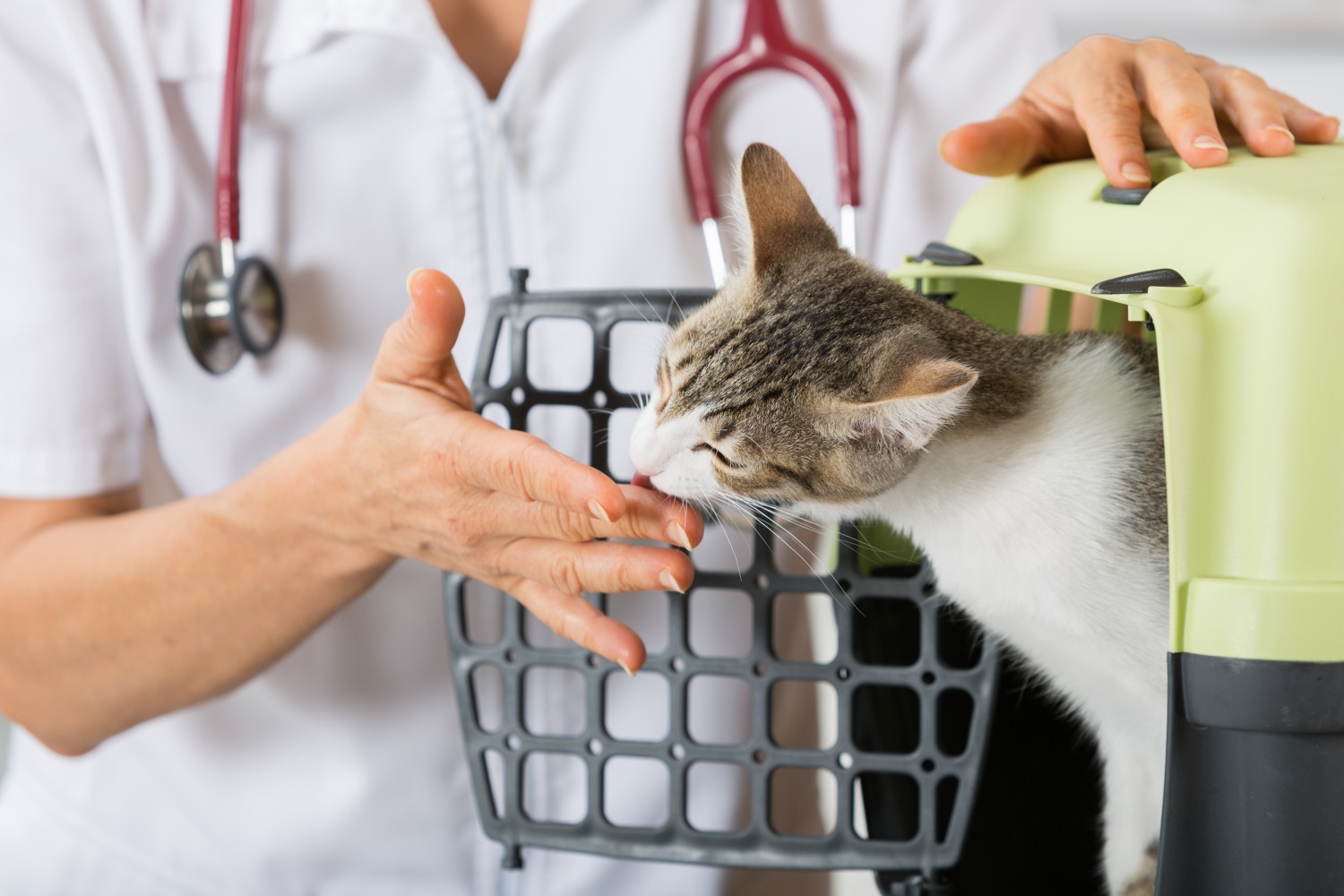 Staff and cat with carrier