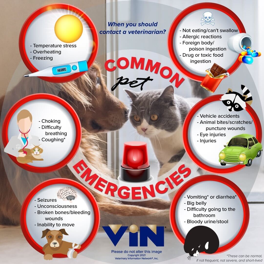 Pet Emergency Infographic